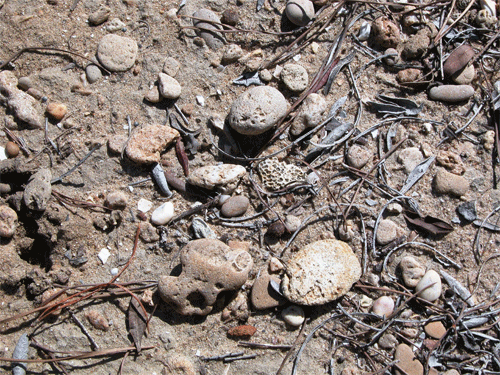Cantos marinos transportados por un tsunami de época pre-romana en la ribera de La Algaida (Sanlúcar de Barrameda).