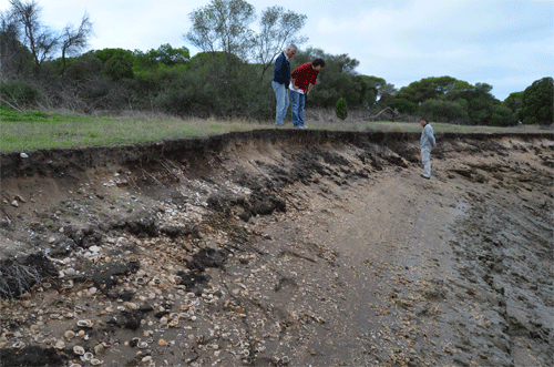 Extensas capas de conchas marinas depositadas por grandes olas en la Isla de Saltés (interior de la marisma de Huelva).